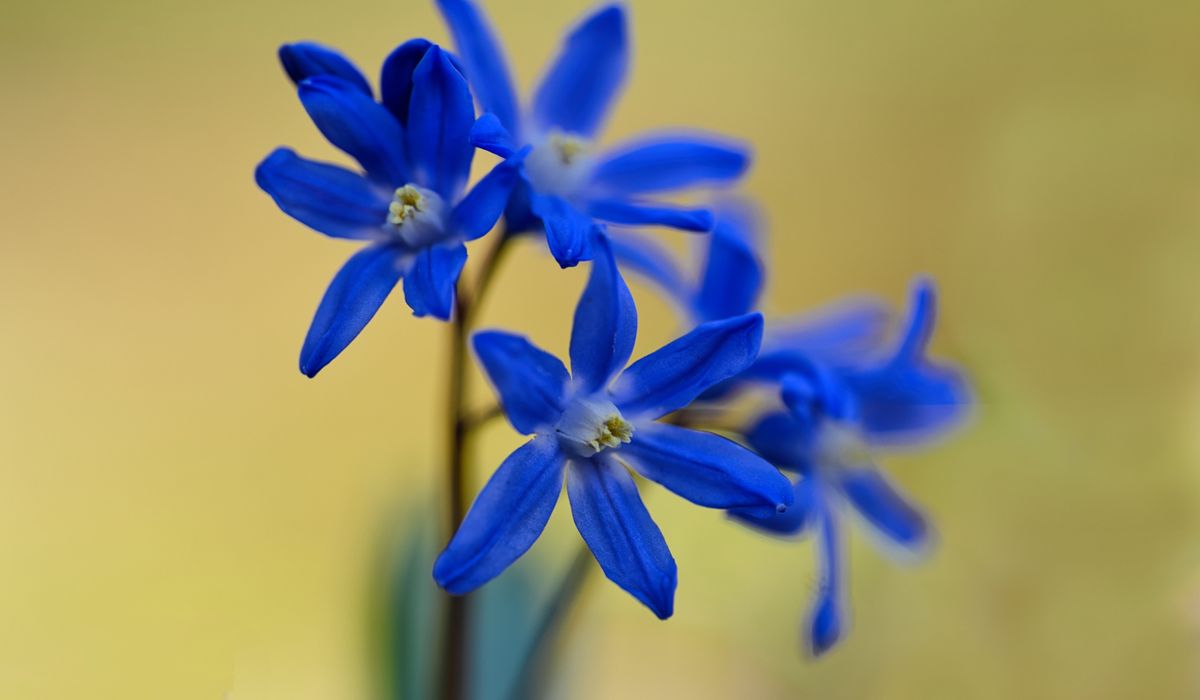 Cobalt Rowan