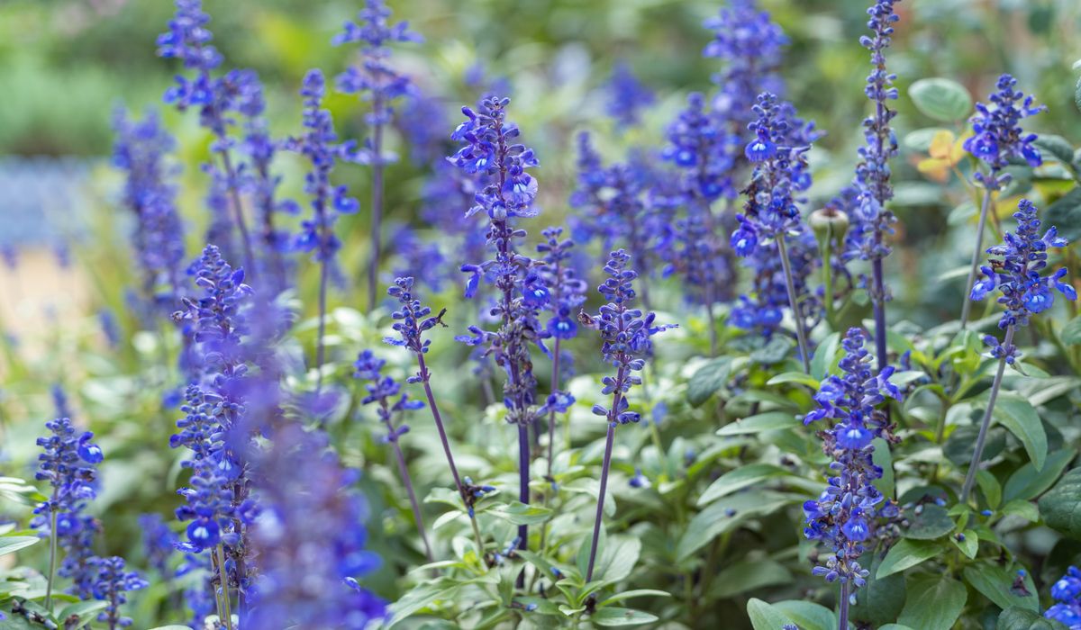 Cobalt Rowan