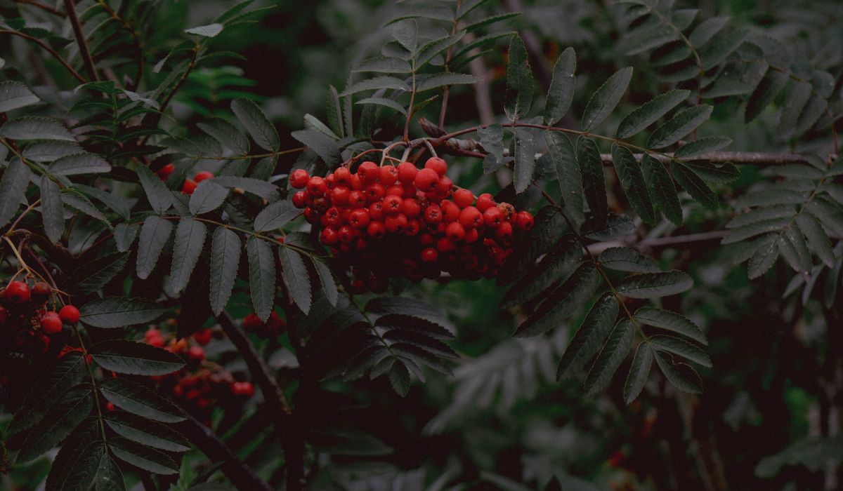 Cobalt Rowan