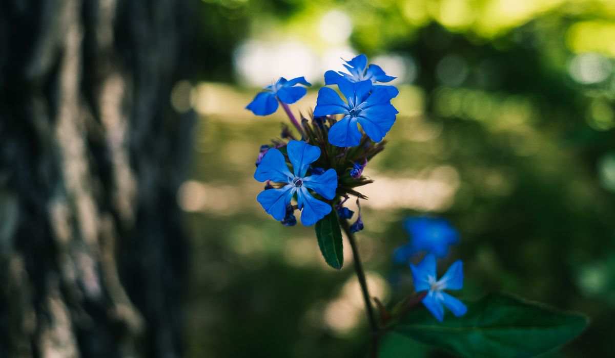 Cobalt Rowan