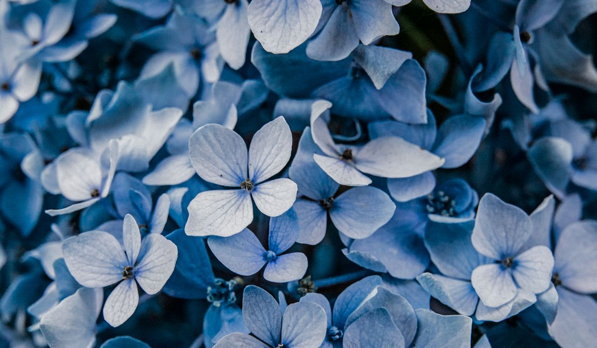 Cobalt Rowan