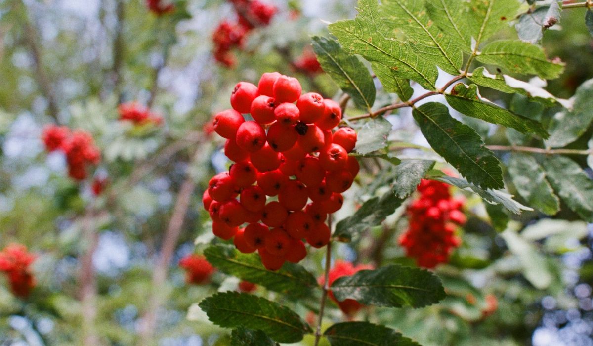 Cobalt Rowan