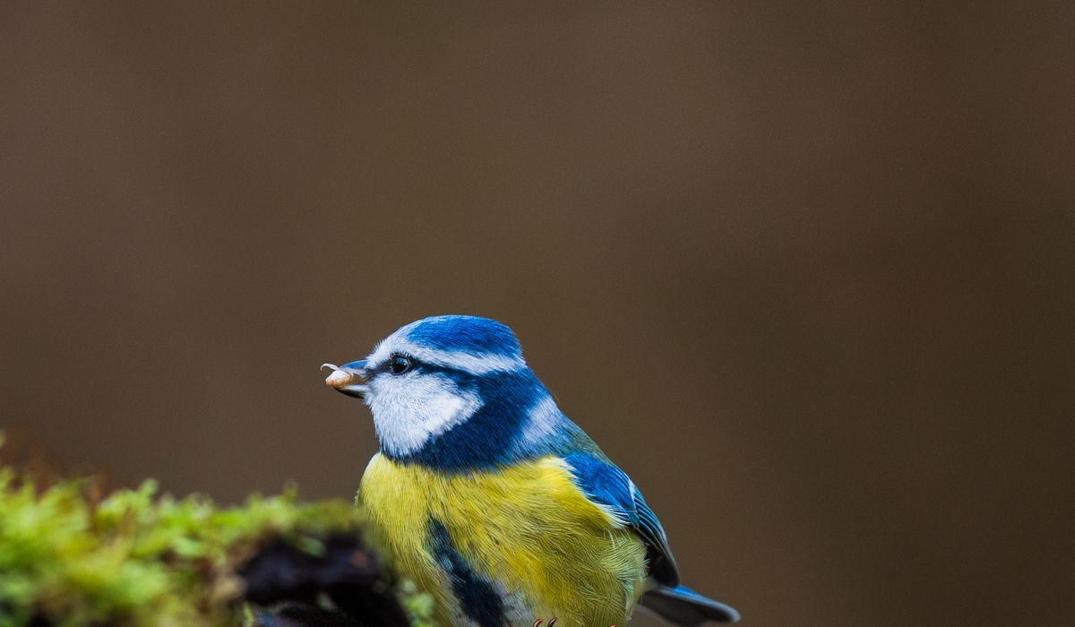 Cobalt Rowan