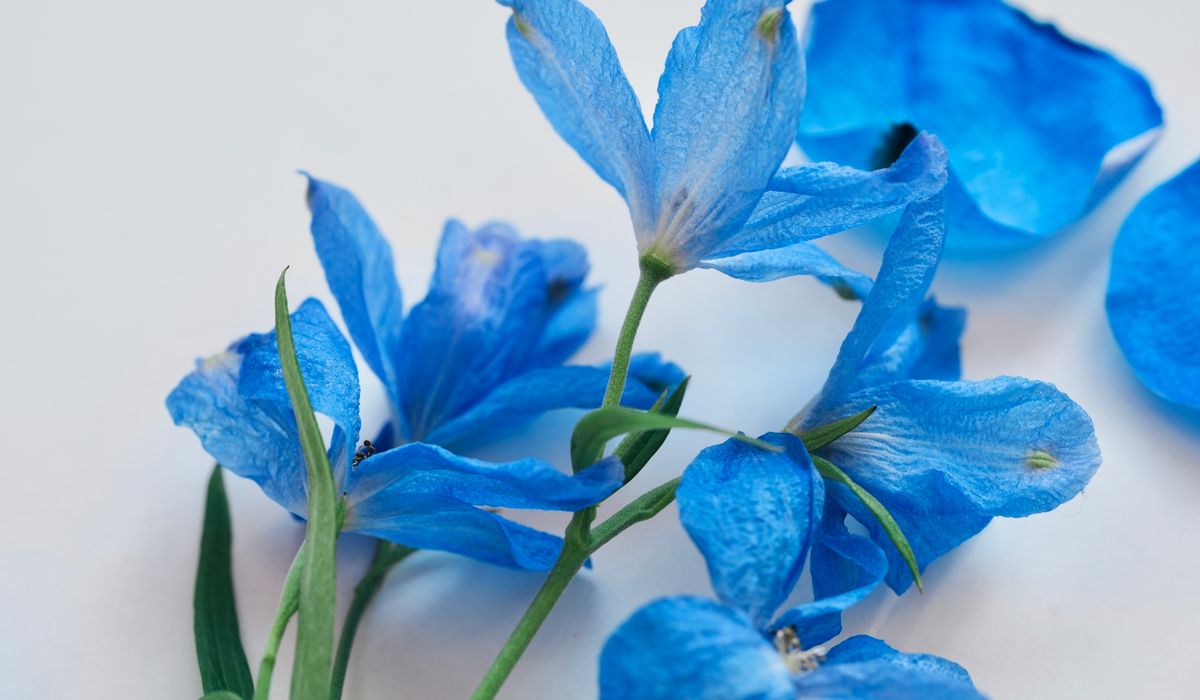 Cobalt Rowan