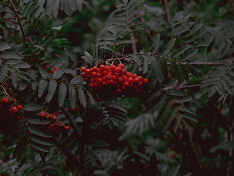 Cobalt Rowan