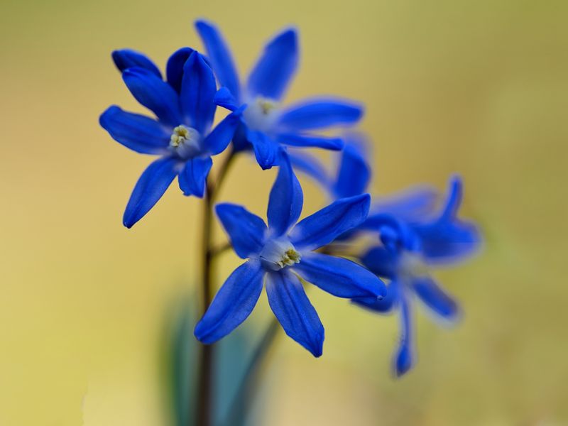 Cobalt Rowan