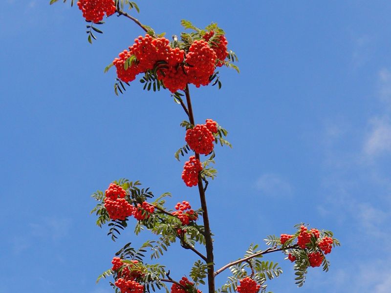 Cobalt Rowan