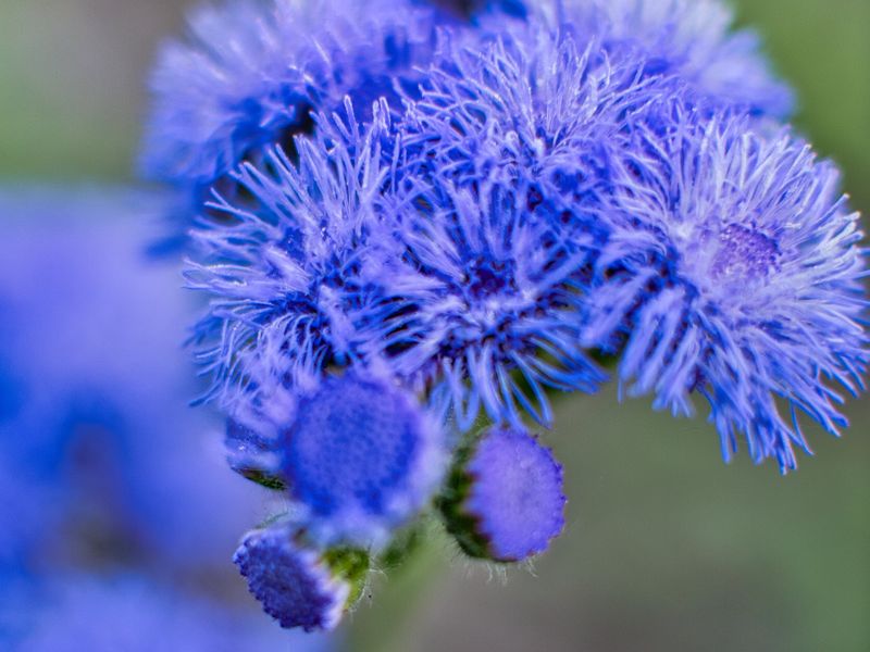 Cobalt Rowan