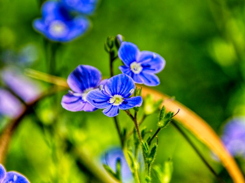 Cobalt Rowan
