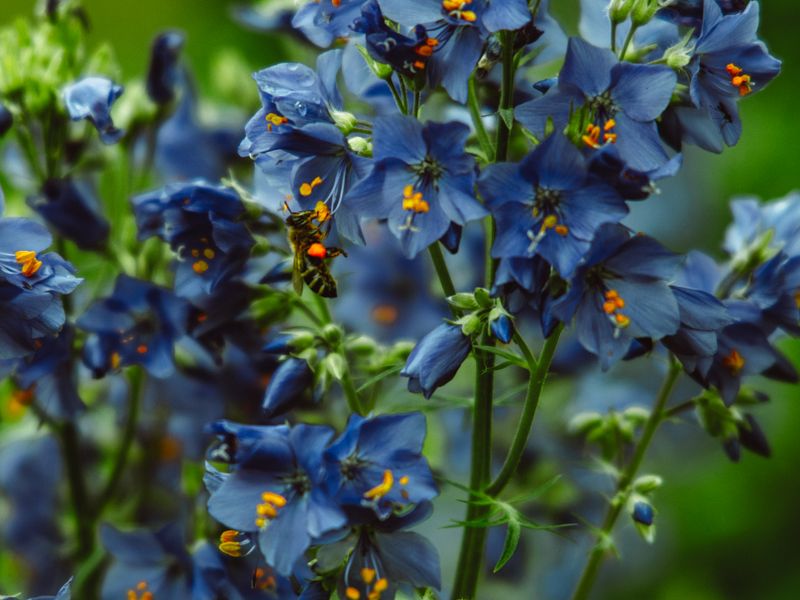 Cobalt Rowan